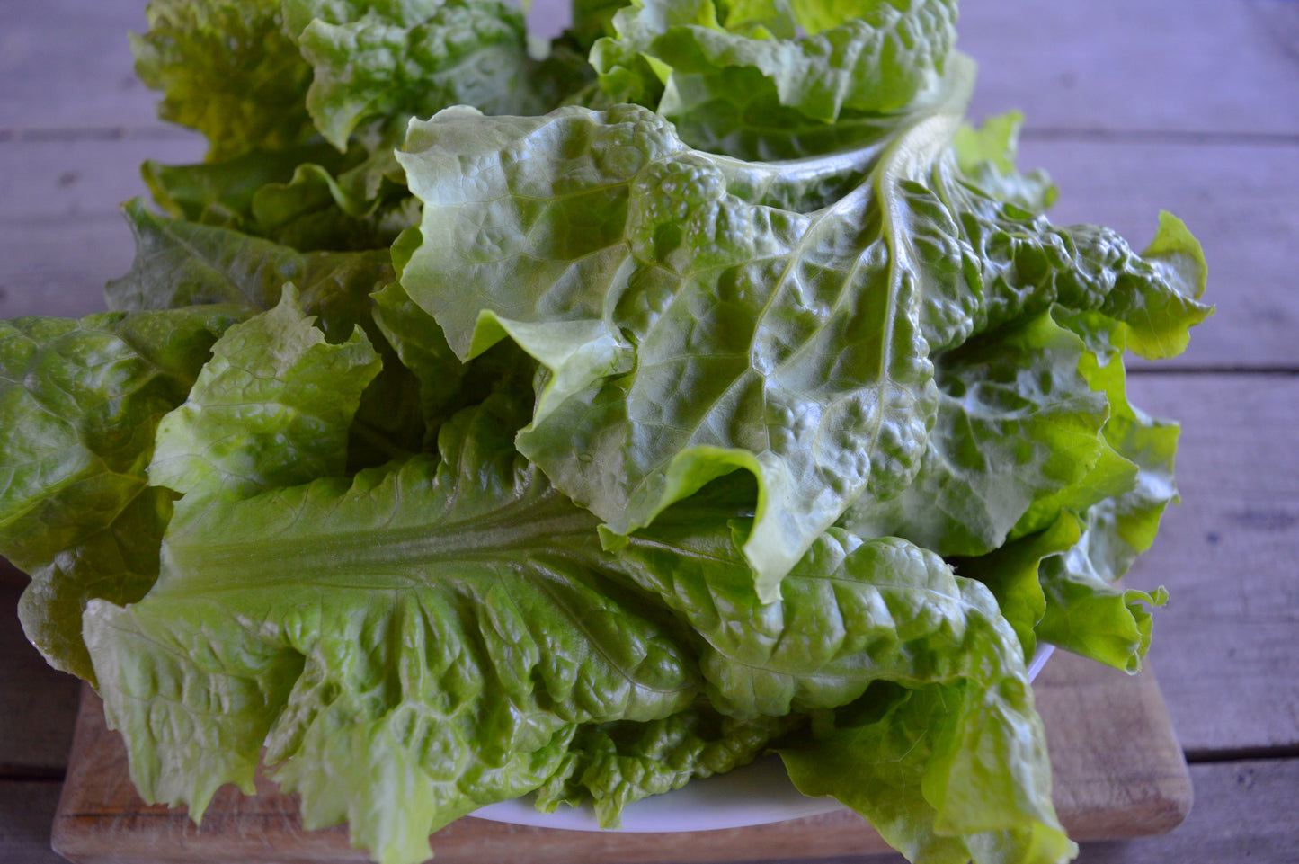 Black-Seeded Simpson Lettuce - Heirloom!