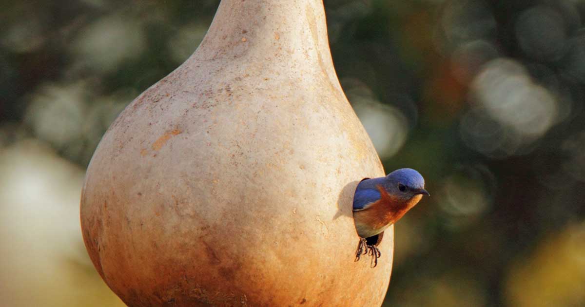 Birdhouse Gourd