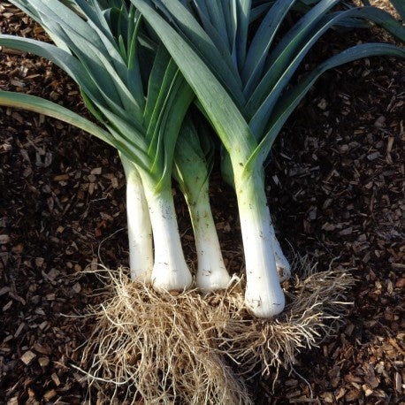 Bleu de Solaize Leek - Heirloom!