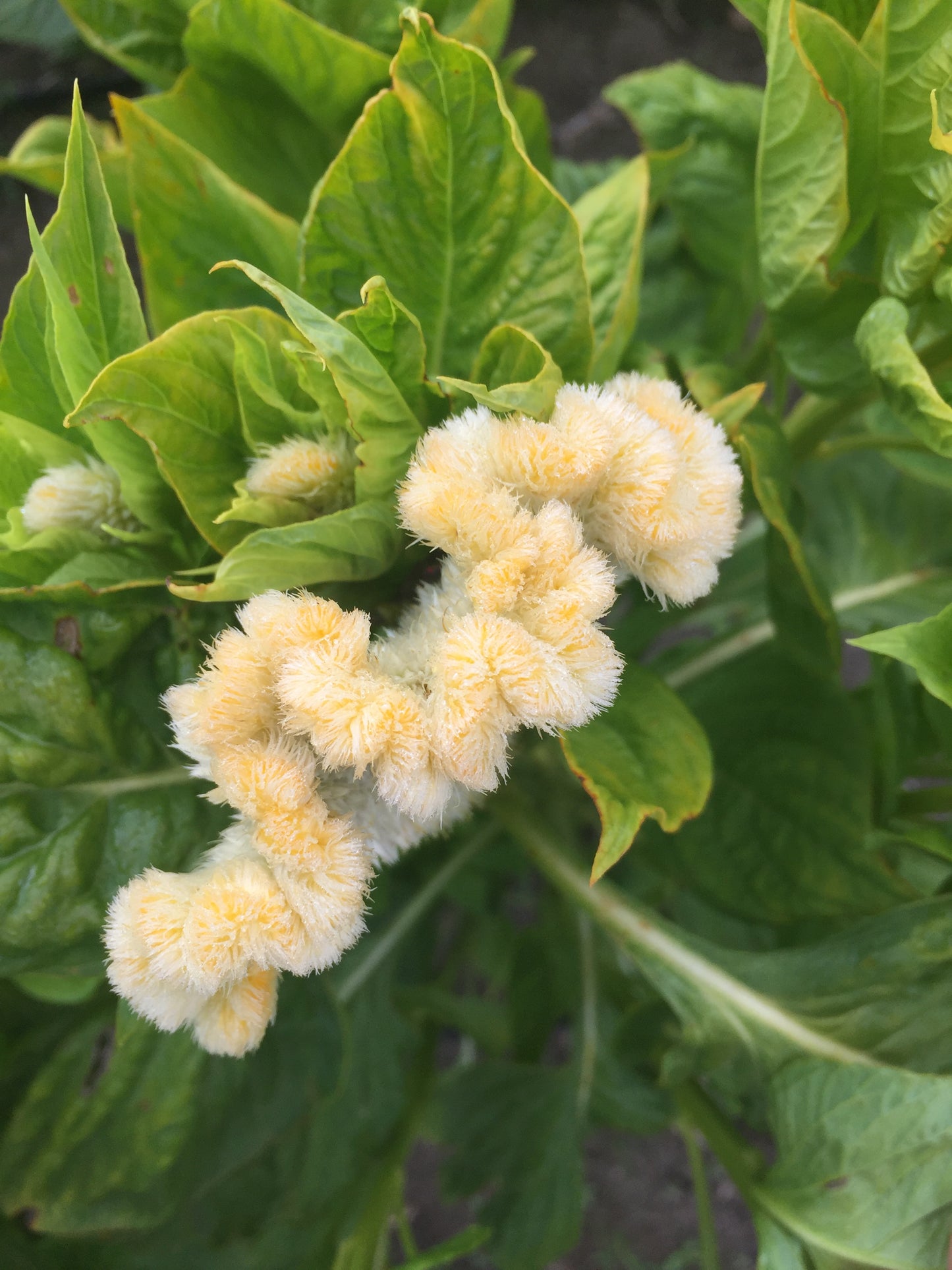 Cramer's Lemon Lime Celosia