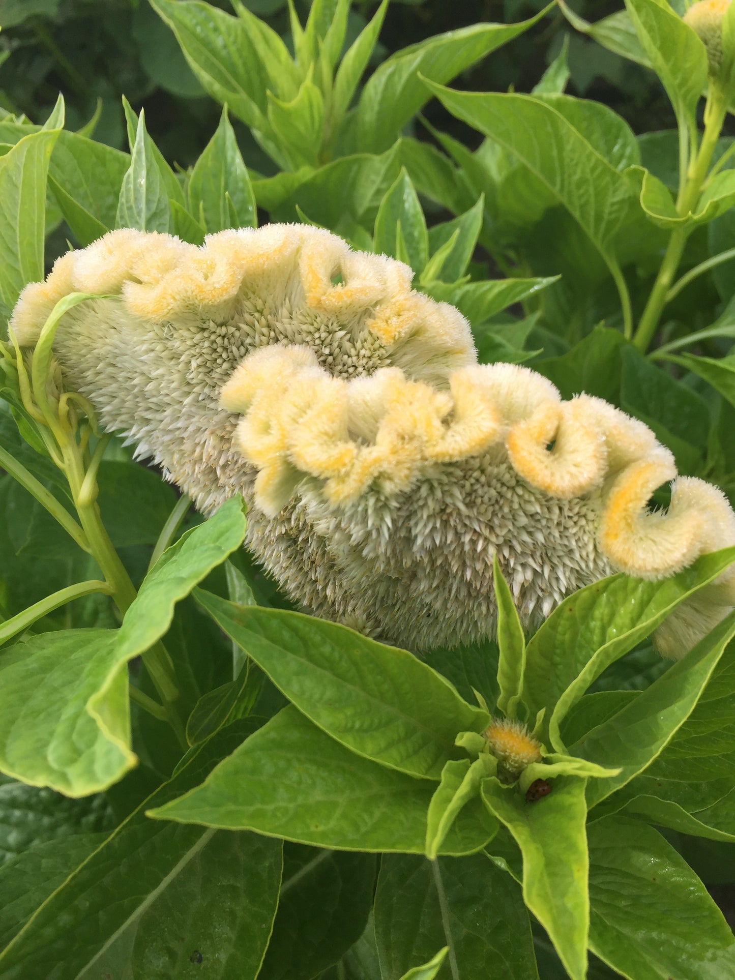 Cramer's Lemon Lime Celosia