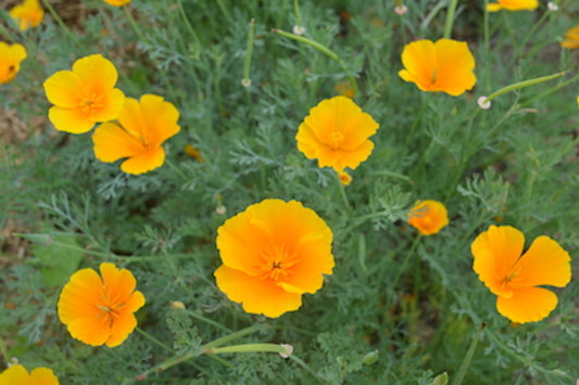 Orange California Poppy