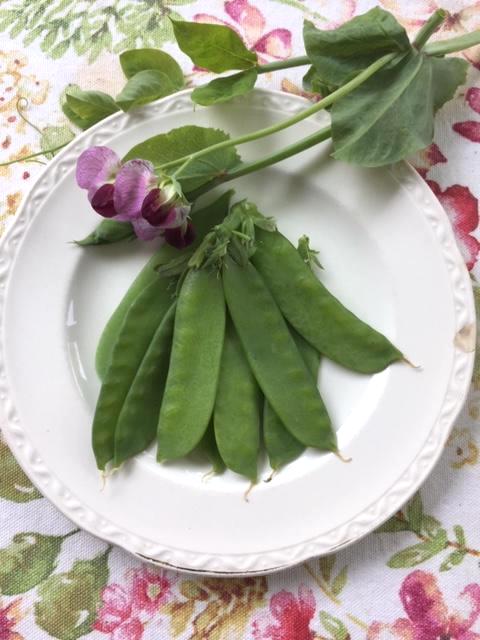 Carouby de Maussane Snow Pea - Heirloom!