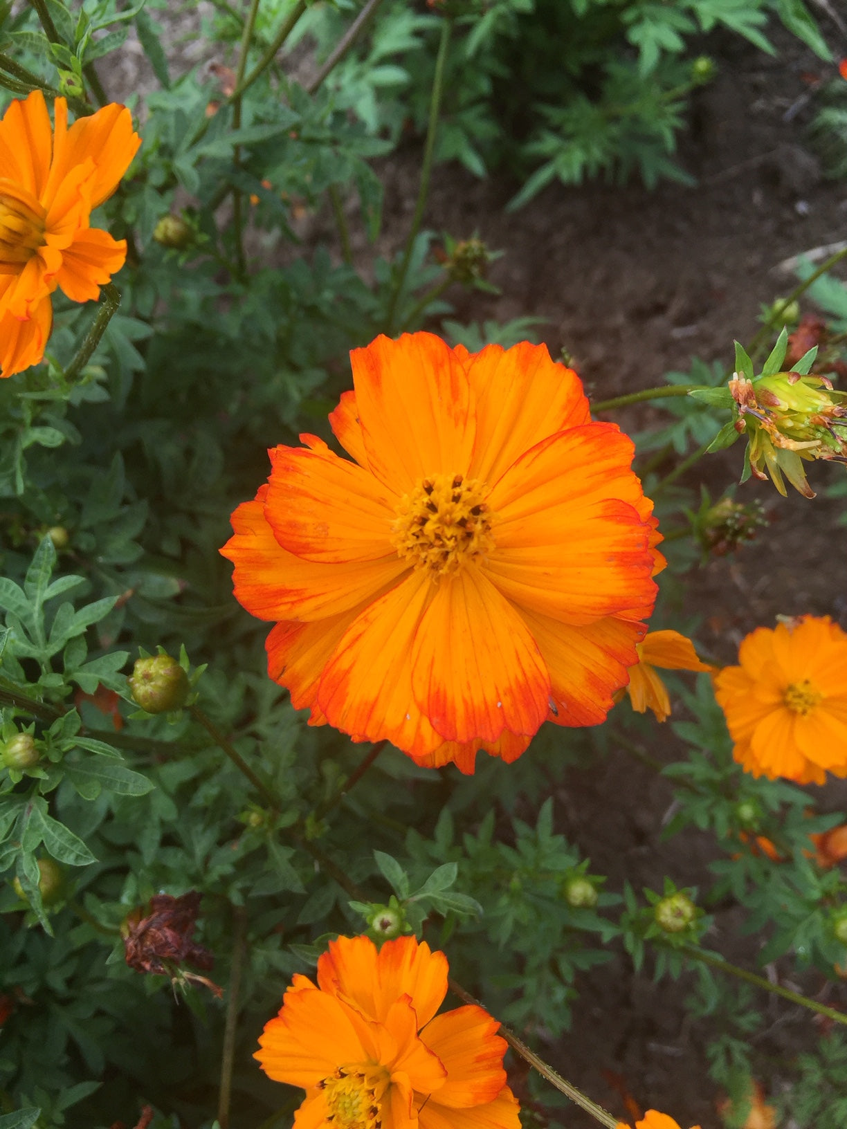 Carpet Red (Dwarf) Cosmos Sulphureus