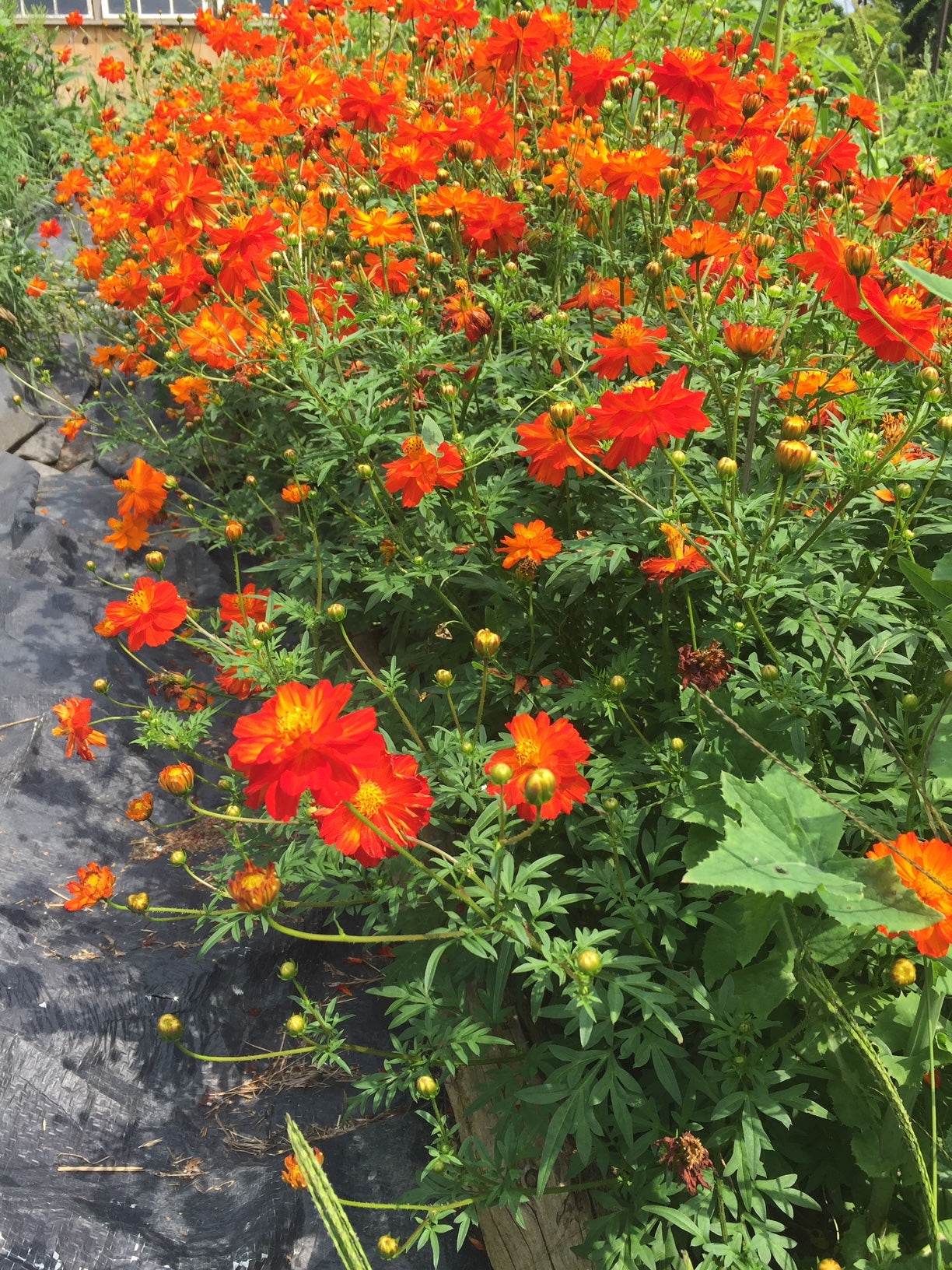 Carpet Red (Dwarf) Cosmos Sulphureus