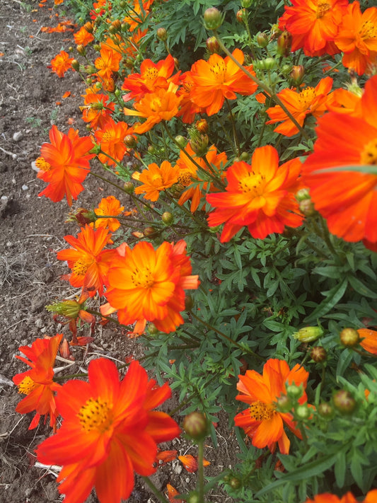 Carpet Red (Dwarf) Cosmos Sulphureus