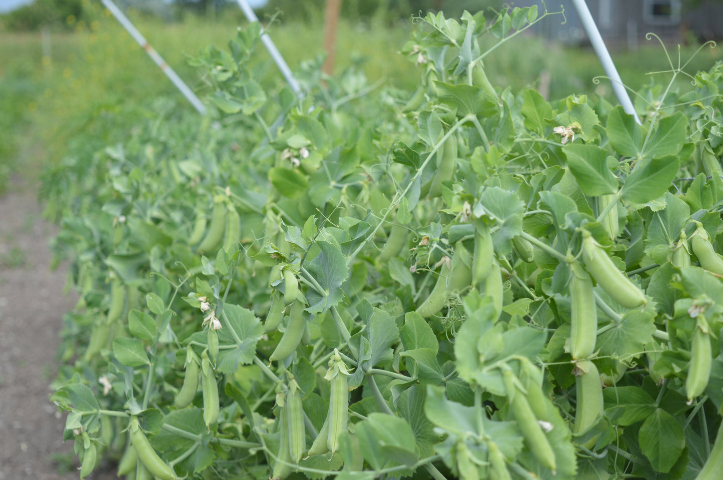 Cascadia Snap Pea