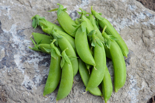 Cascadia Snap Pea