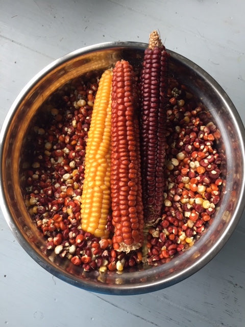 Cascade Ruby-Gold Flint Corn