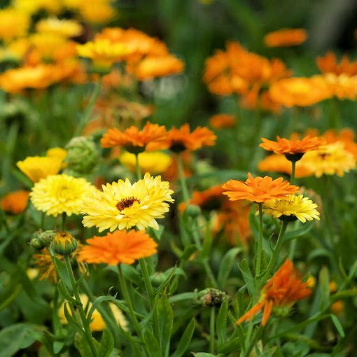 Citrus Mix Calendula