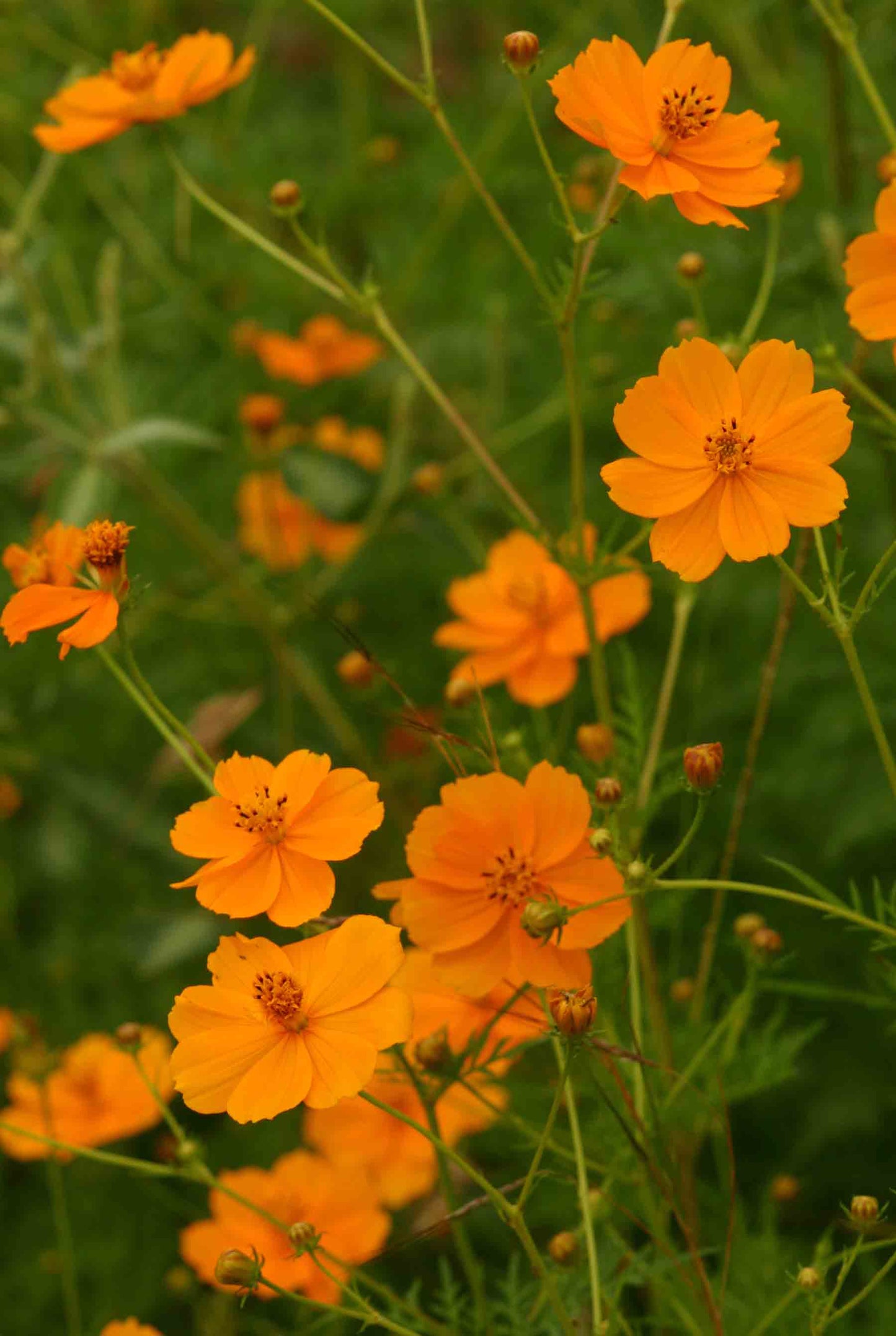 Orange Cosmos Sulphureus