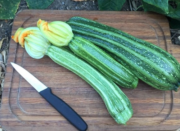 Costata Romanesco Summer Squash - Heirloom!