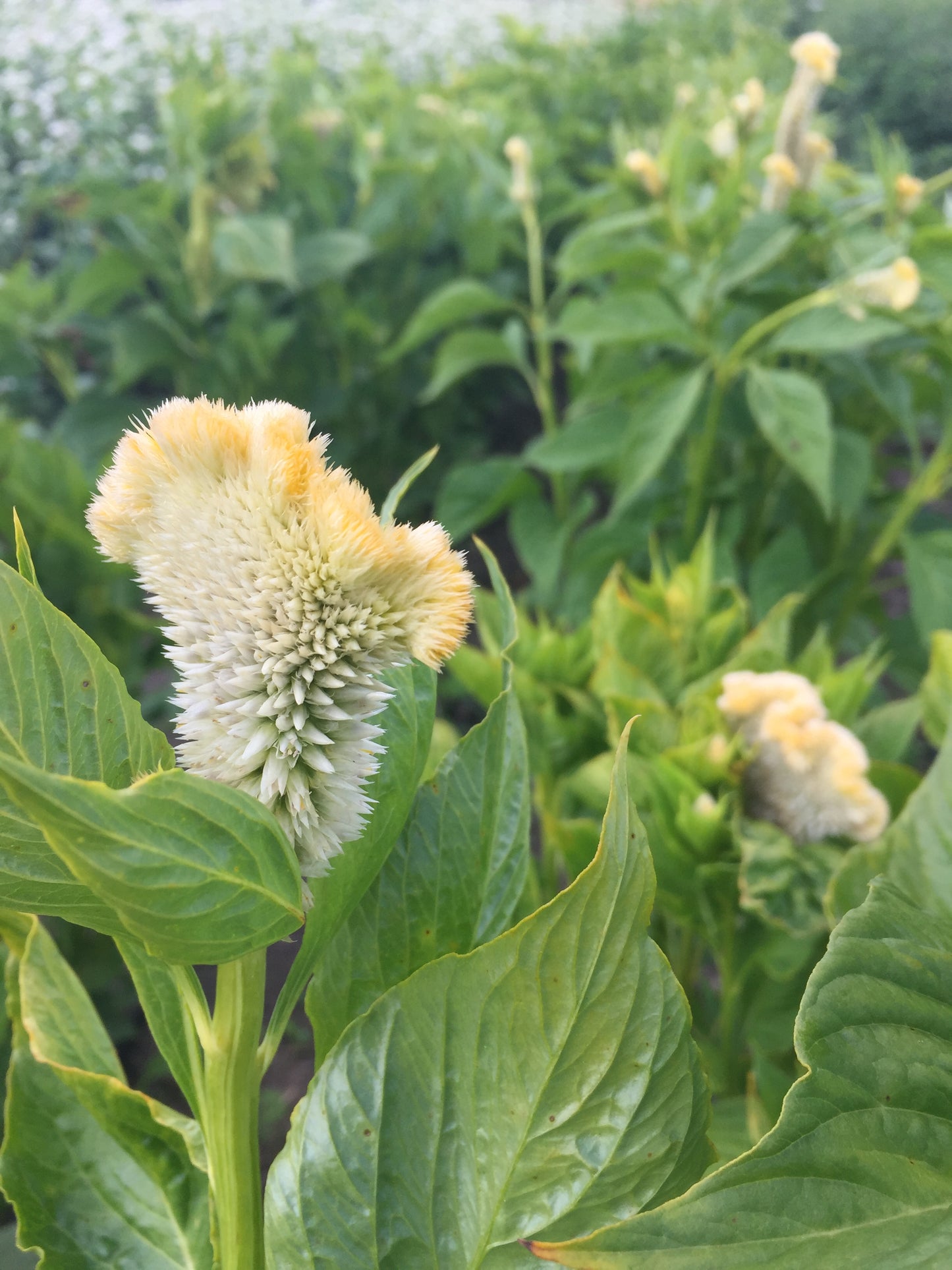 Cramer's Lemon Lime Celosia