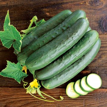 DMR 401 Cucumber