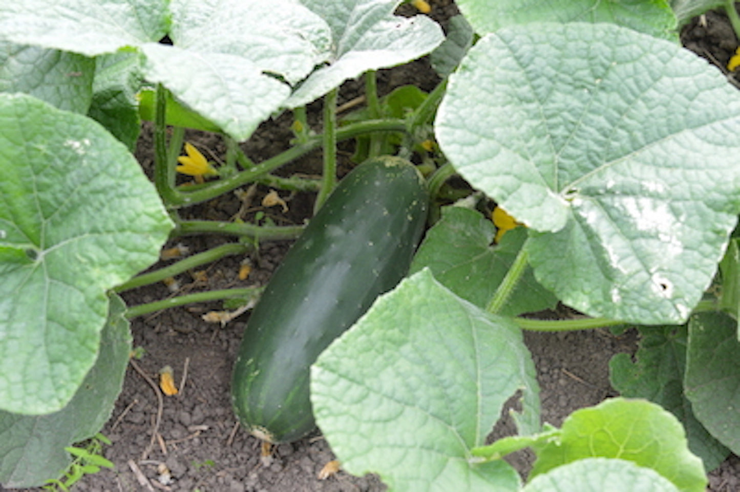 DMR 401 Cucumber