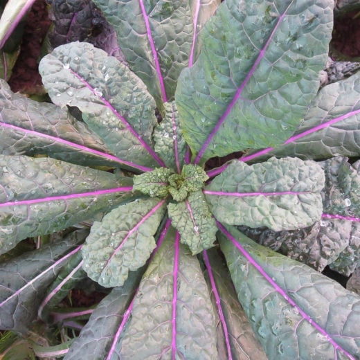 Dazzling Blue Kale