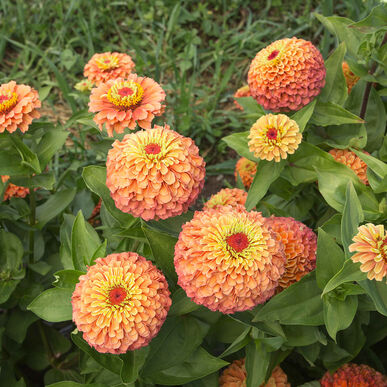 Queen Lime Orange Zinnia