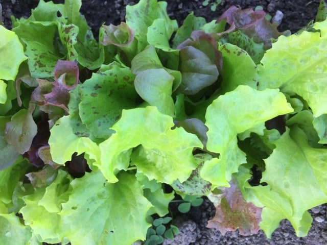 *Garden Party Lettuce Mix*