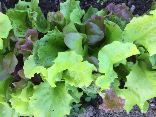 *Garden Party Lettuce Mix*