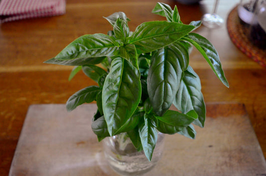 Genovese Basil