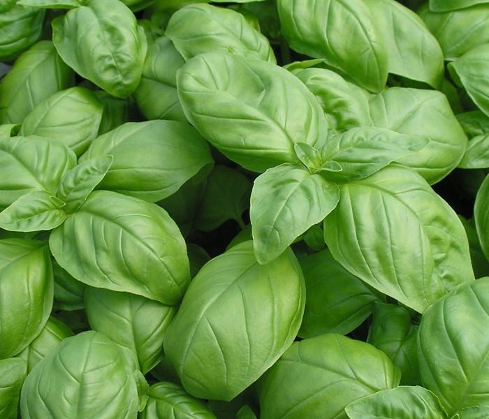 Genovese Basil