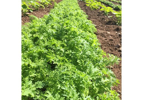 Golden Frills Mustard