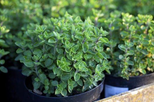 Greek Oregano