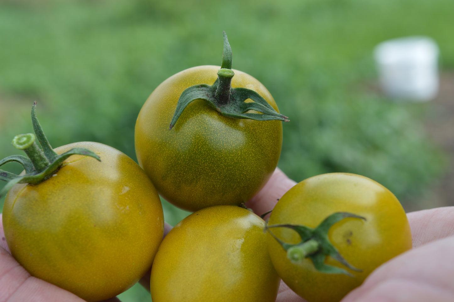 Green Grape Tomato