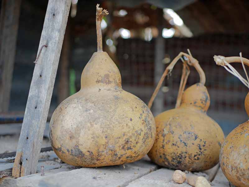 Birdhouse Gourd