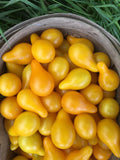 Yellow Pear Tomato - Heirloom!