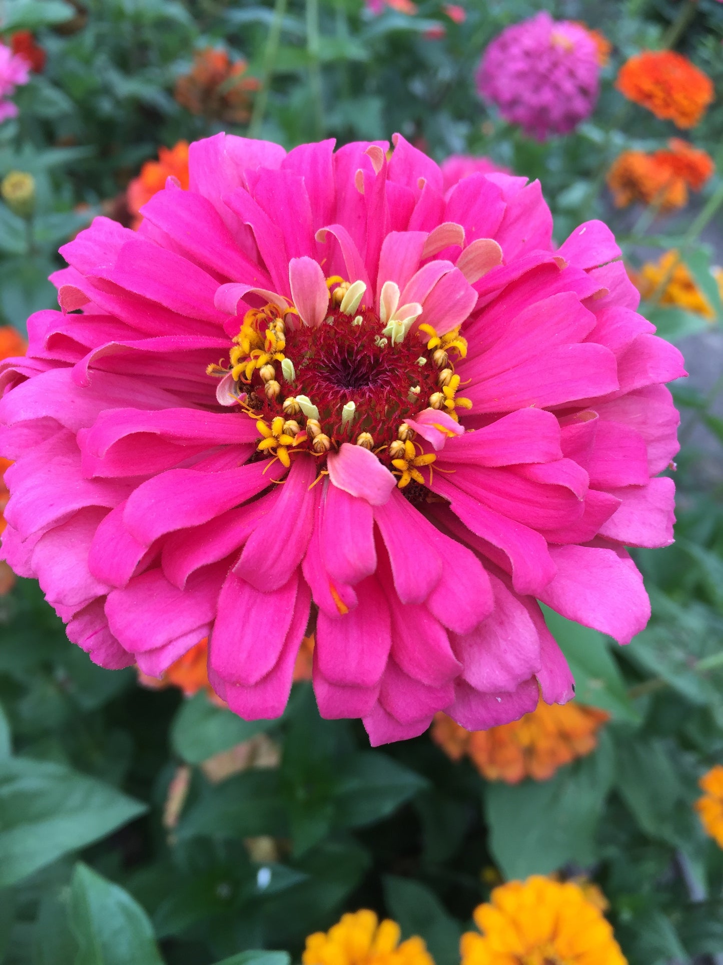 Jim Baggett's Choice Mix Zinnia