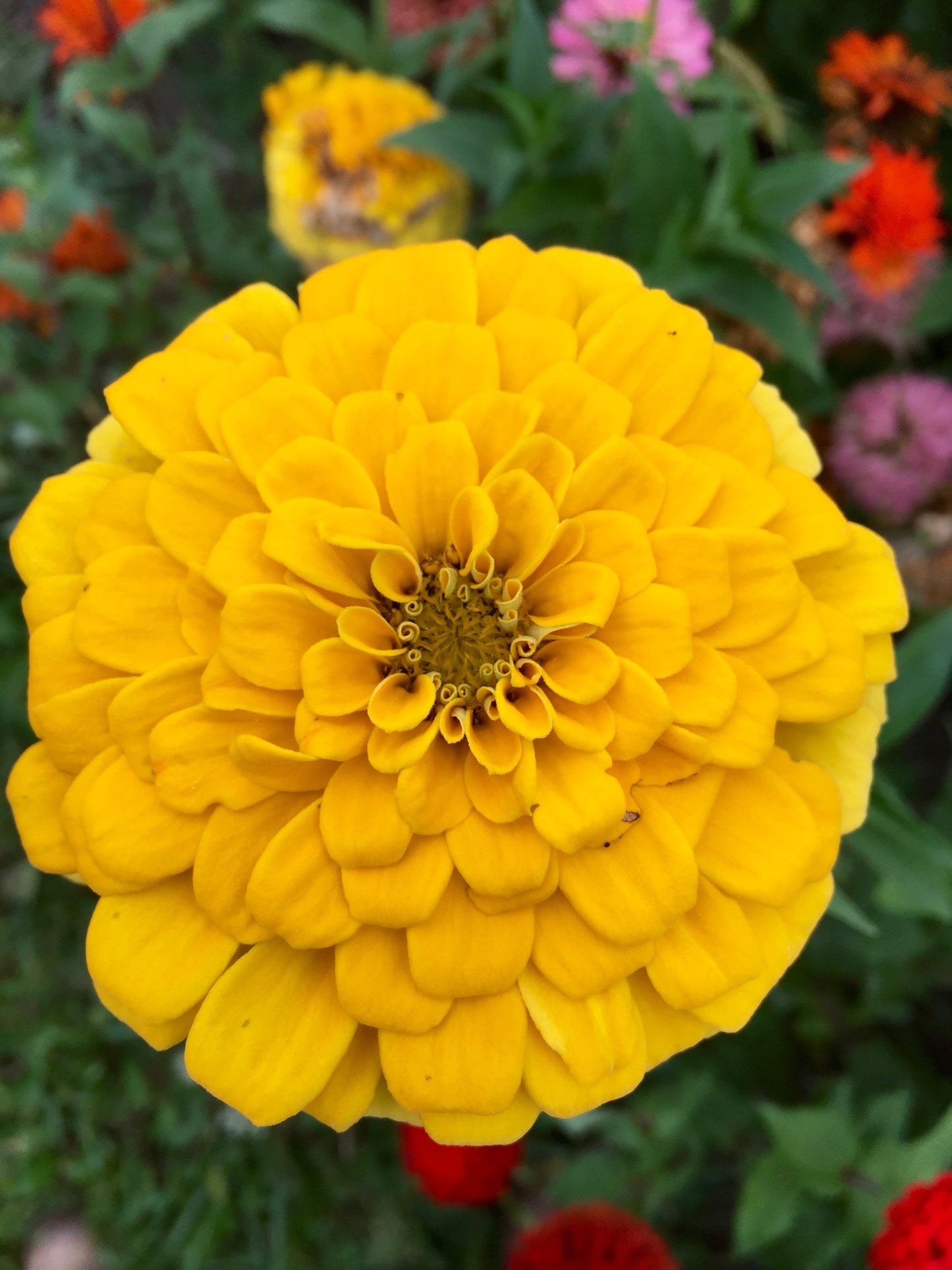 Jim Baggett's Choice Mix Zinnia