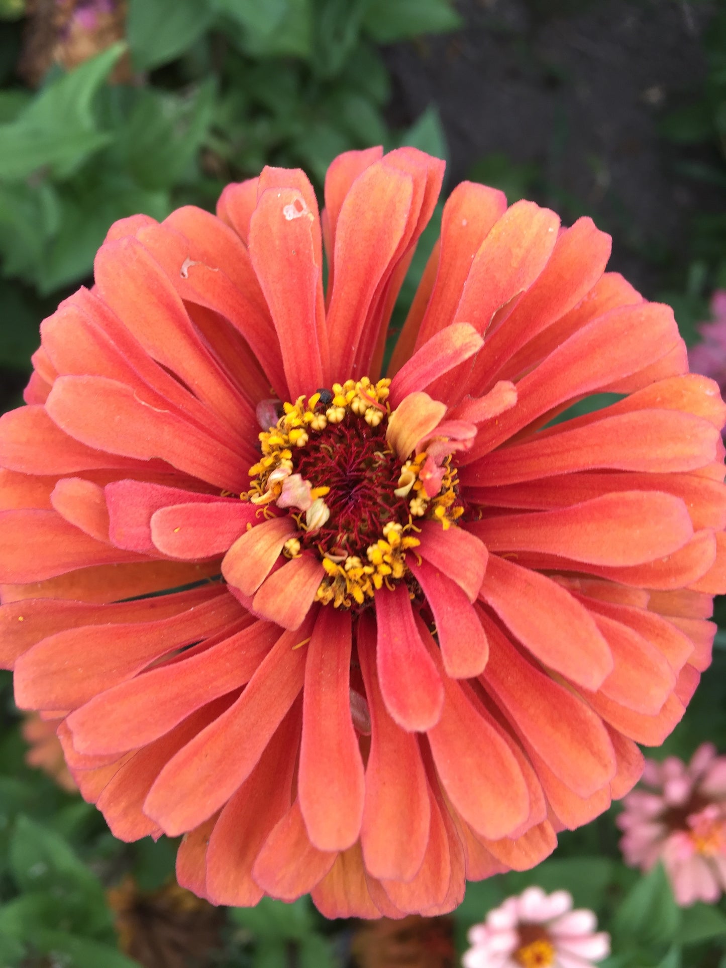 Jim Baggett's Choice Mix Zinnia