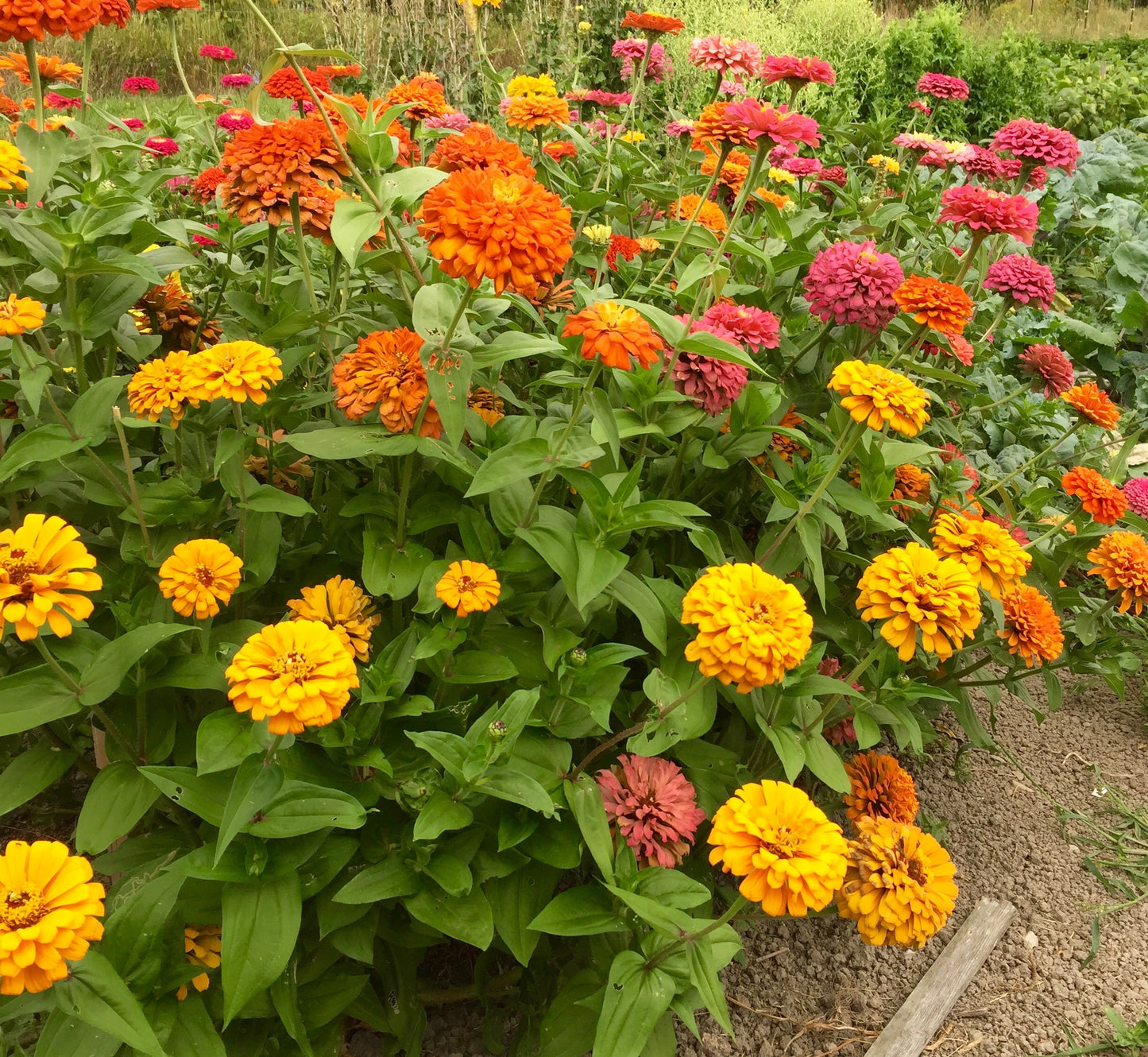 Jim Baggett's Choice Mix Zinnia