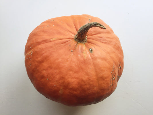 Red Kuri Squash - Heirloom!