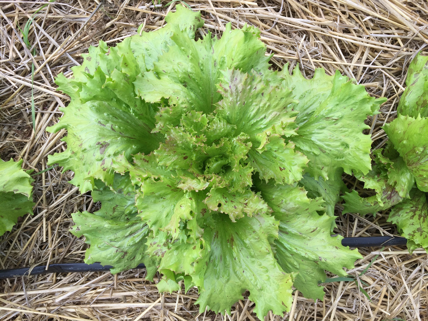 Jester Lettuce