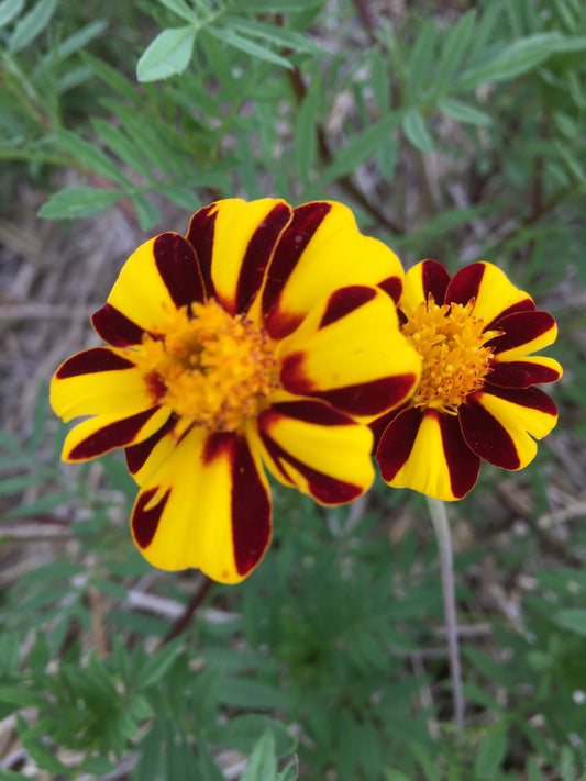 Pinwheel Marigold - Heirloom!