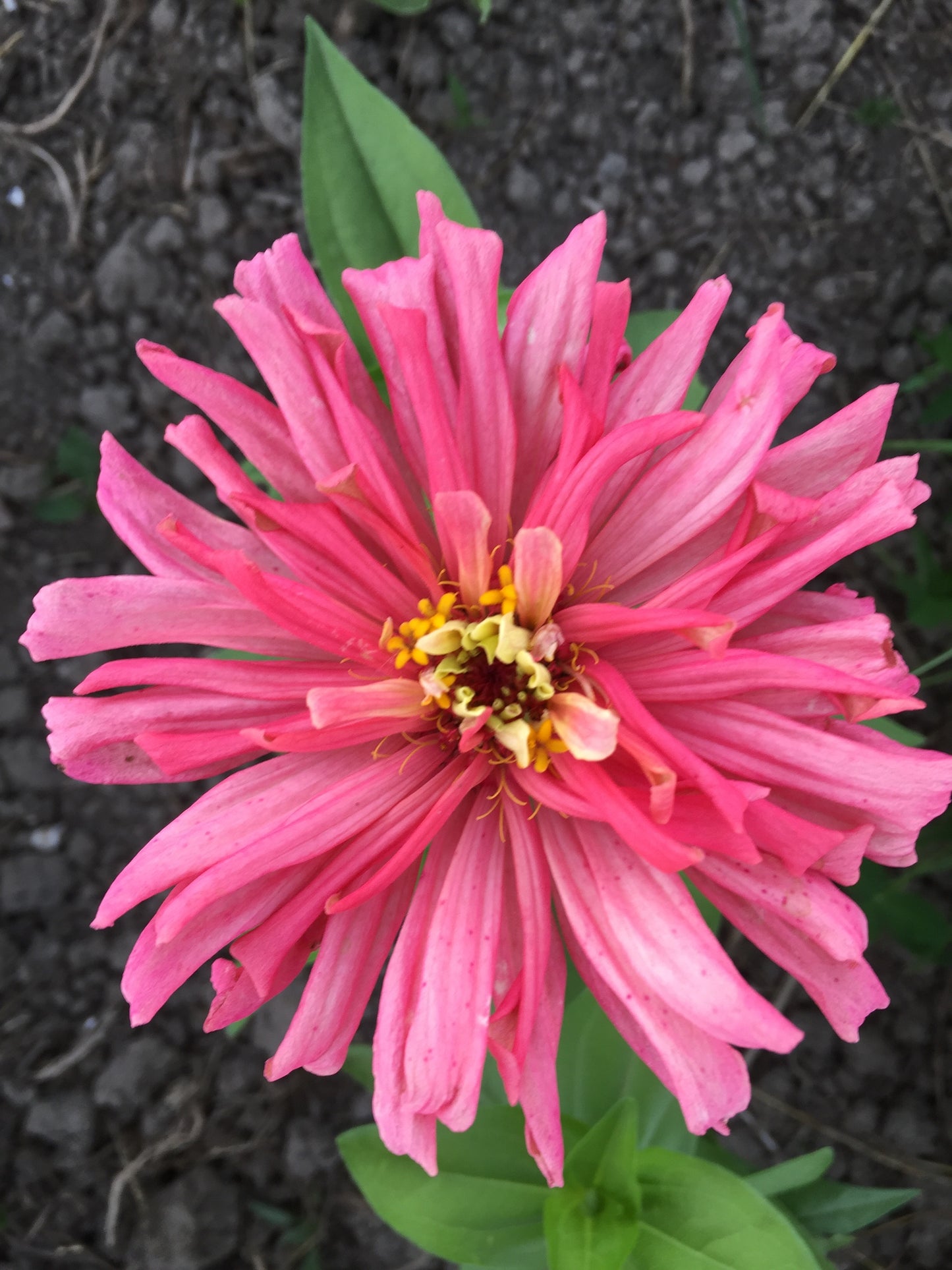 Cactus Mix Flower Zinnia