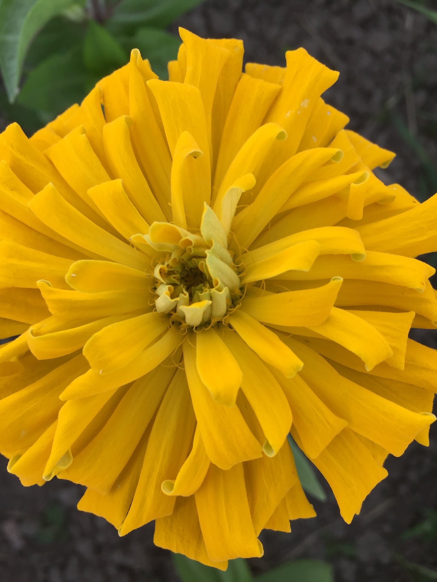 Cactus Mix Flower Zinnia