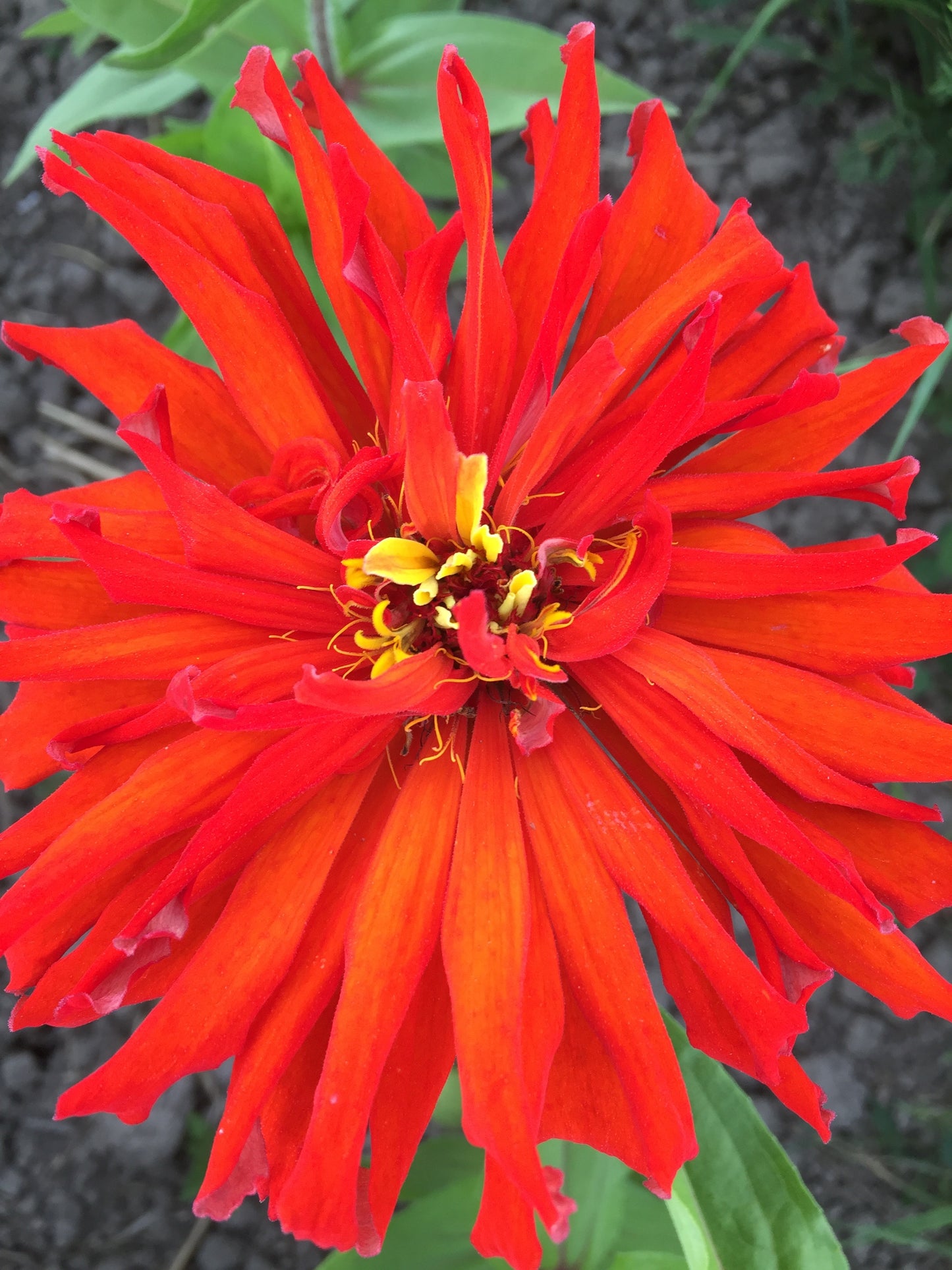 Cactus Mix Flower Zinnia