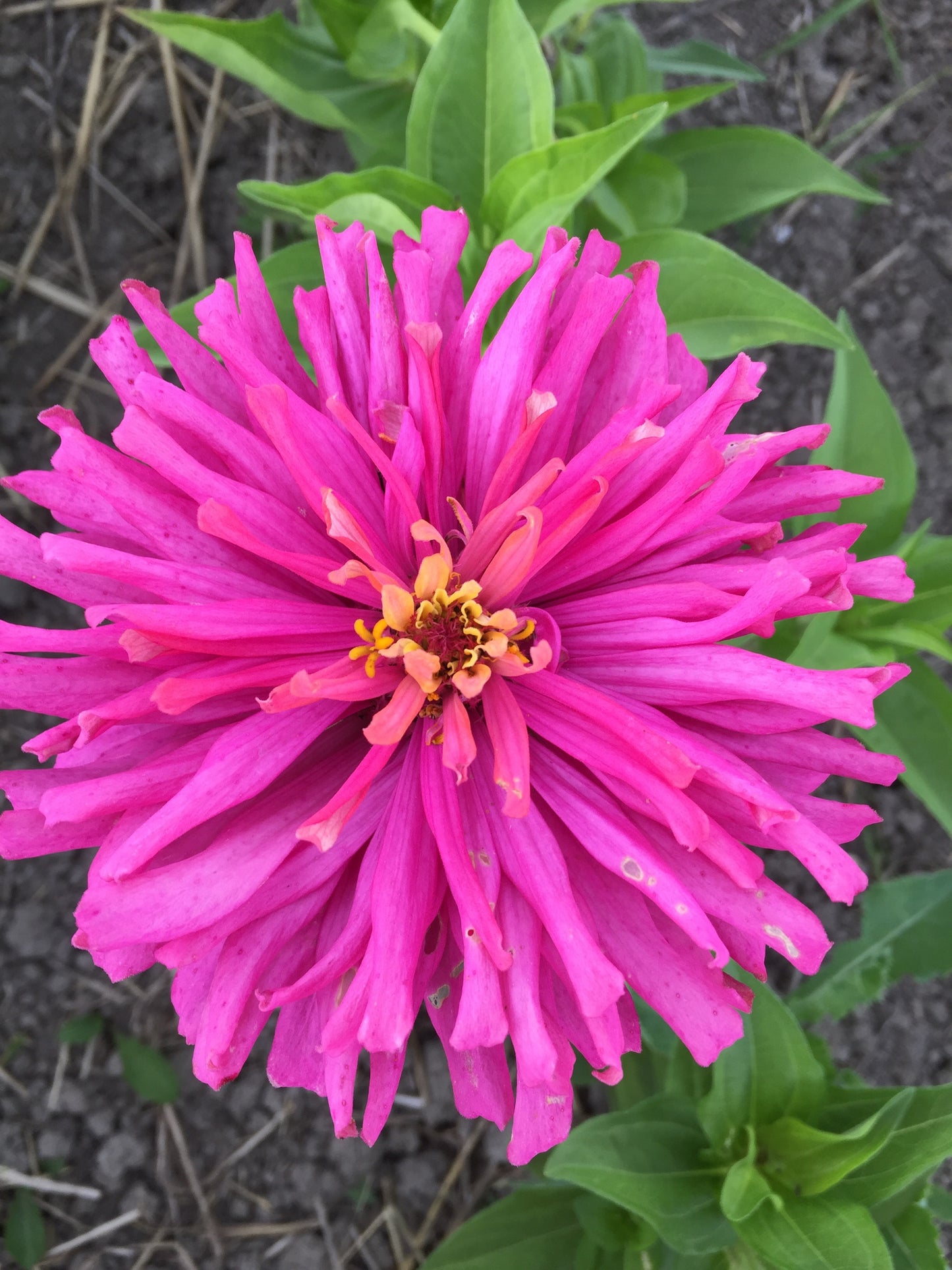 Cactus Mix Flower Zinnia