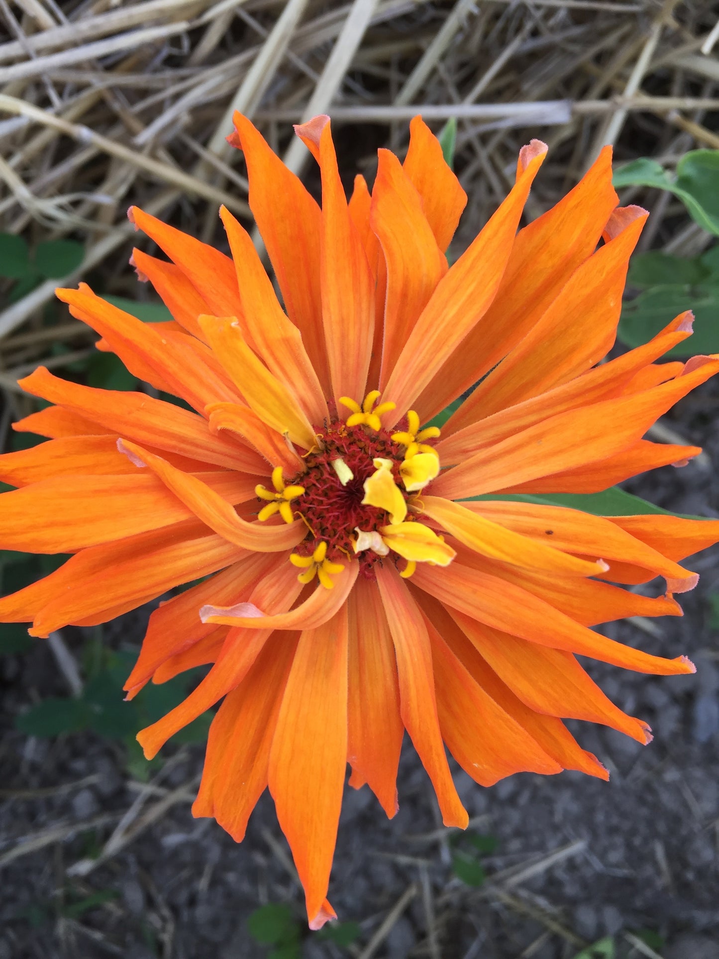 Cactus Mix Flower Zinnia