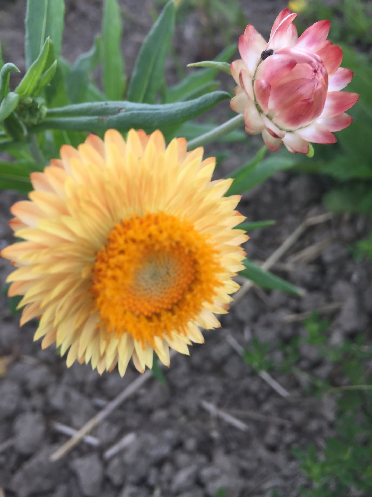 Apricot Mix Strawflower