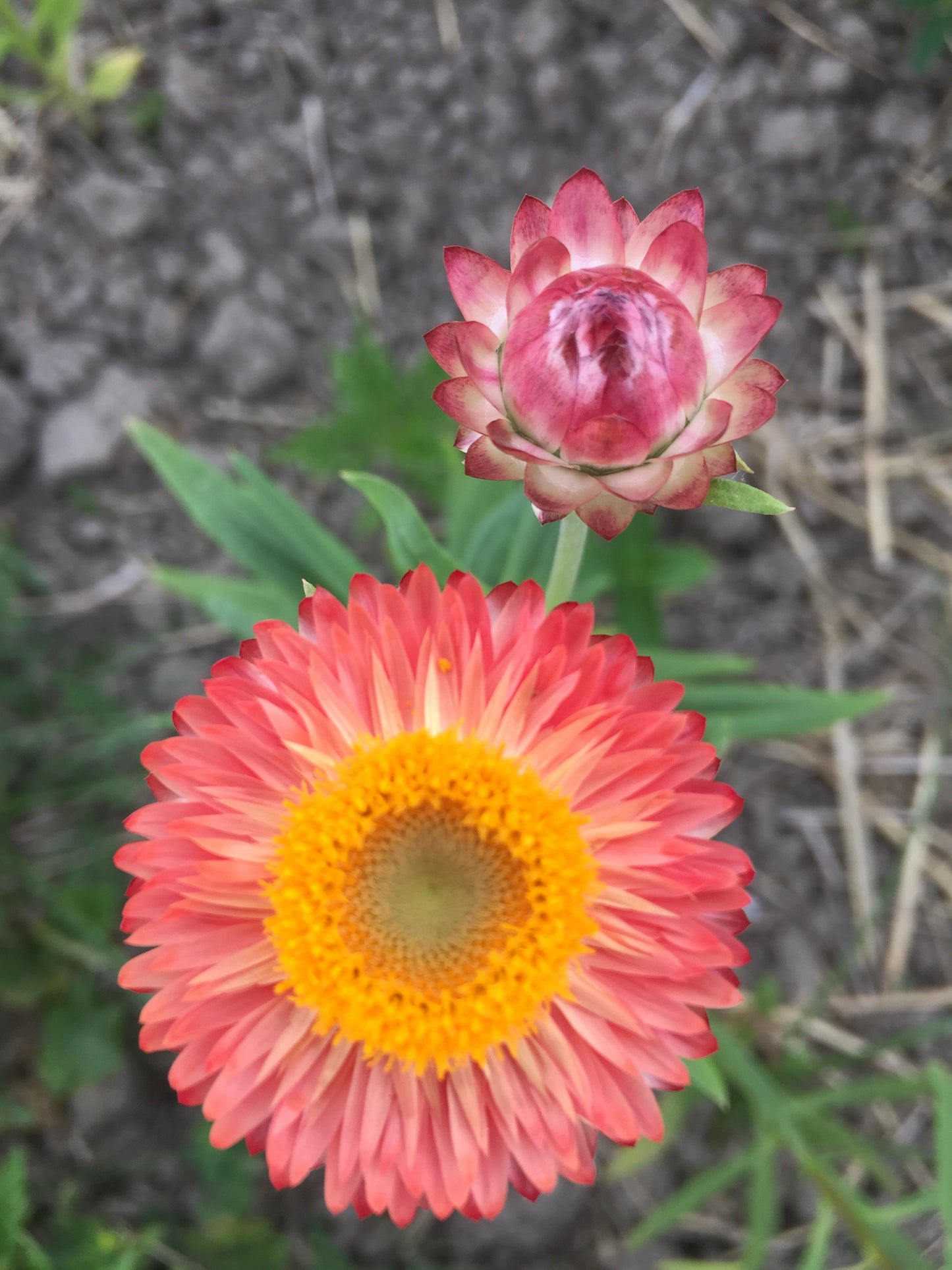 Apricot Mix Strawflower