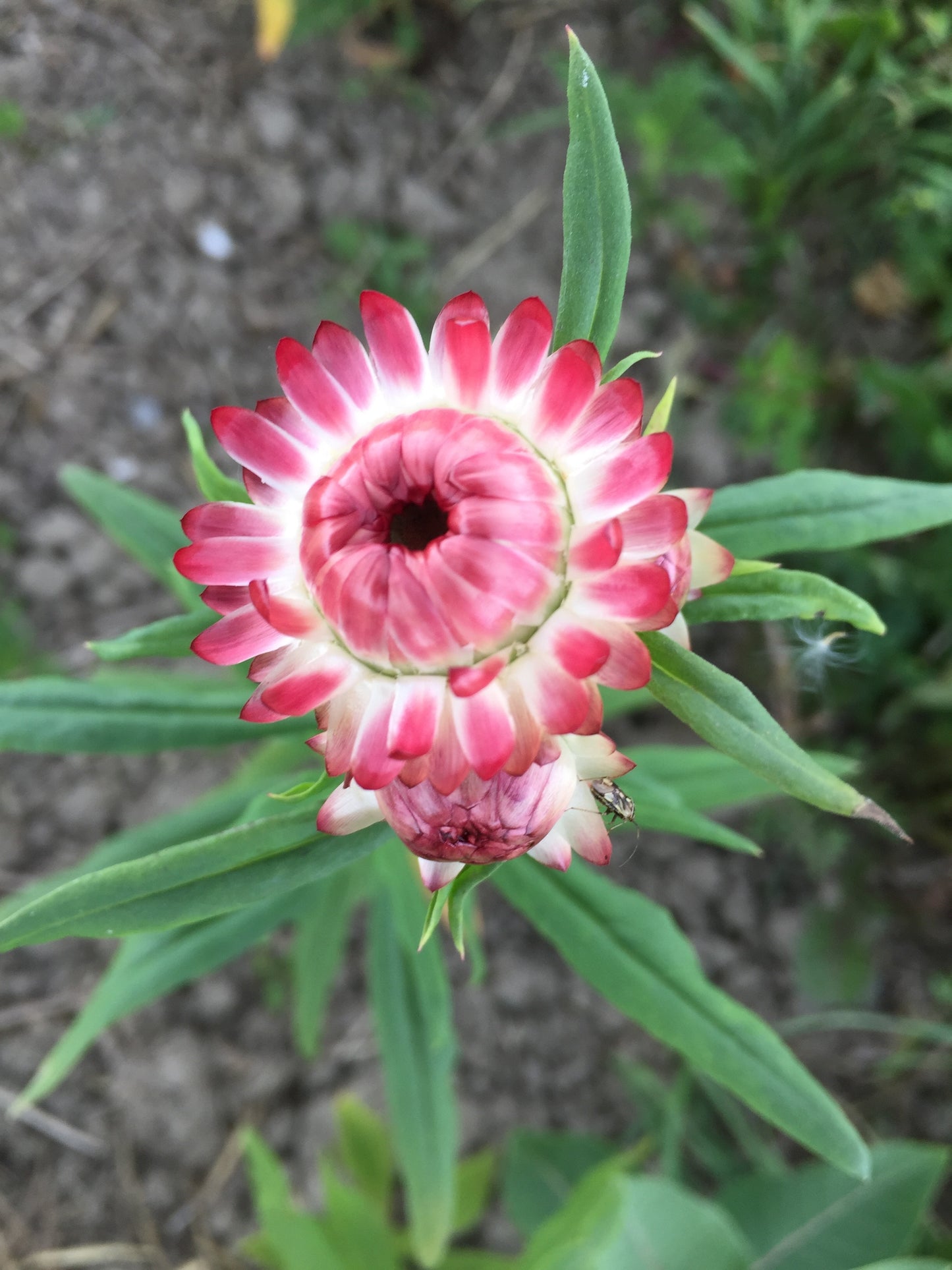 Apricot Mix Strawflower