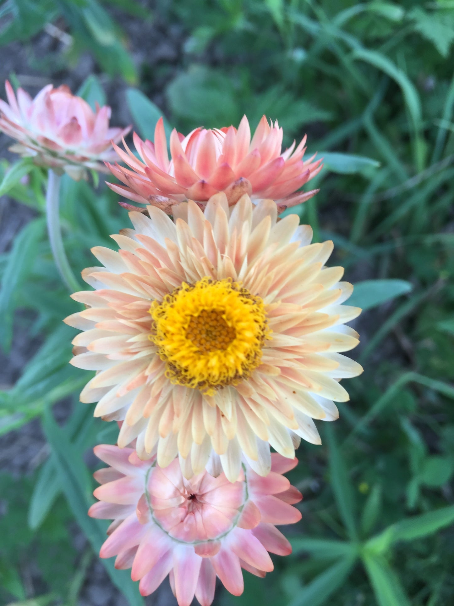 Apricot Mix Strawflower