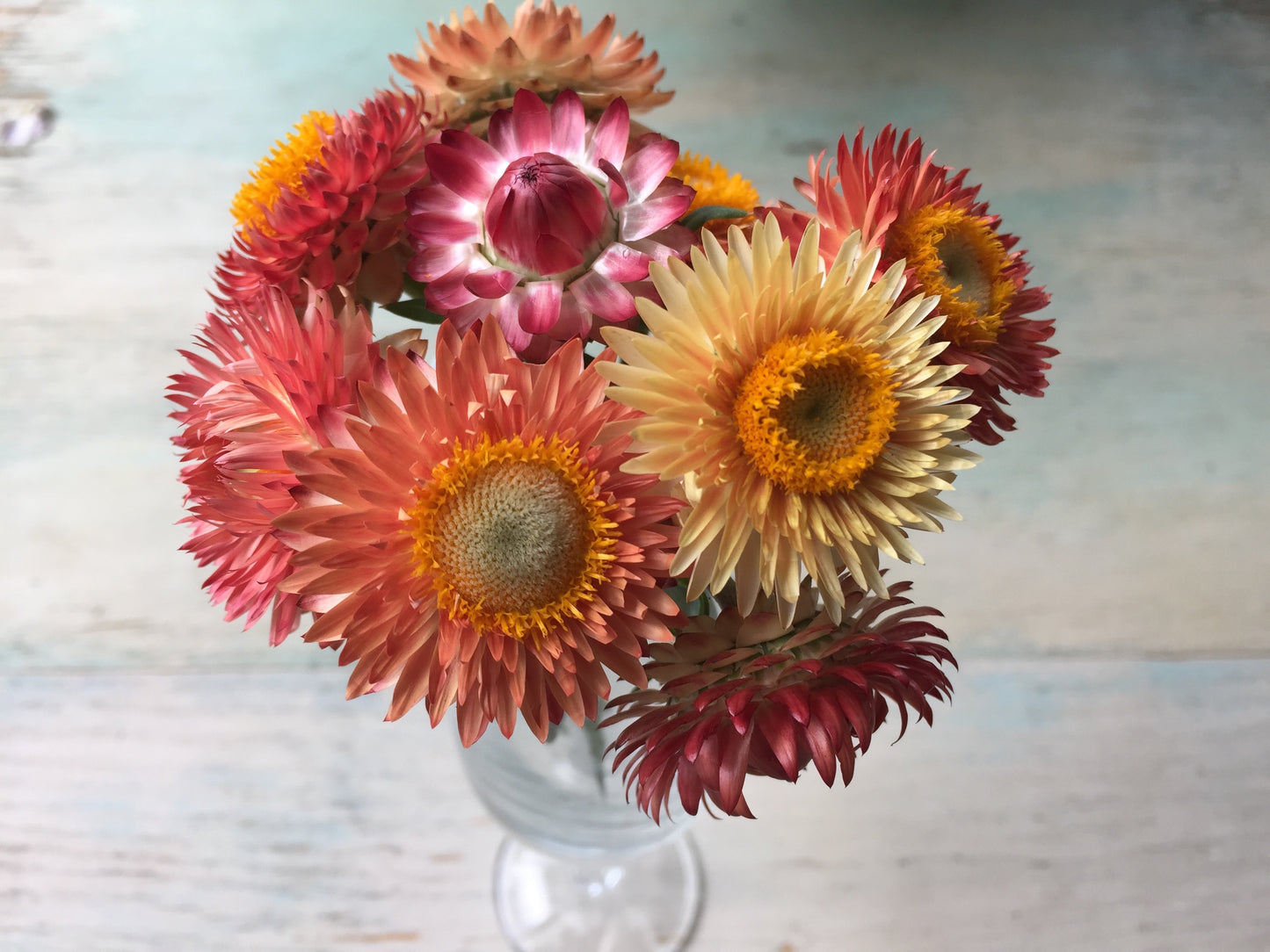 Apricot Mix Strawflower