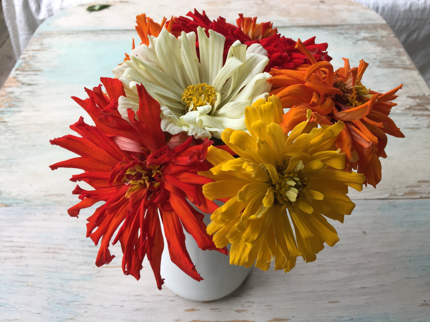 Cactus Mix Flower Zinnia