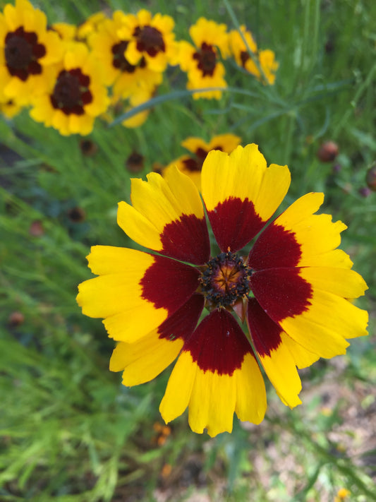 Plains Coreopsis