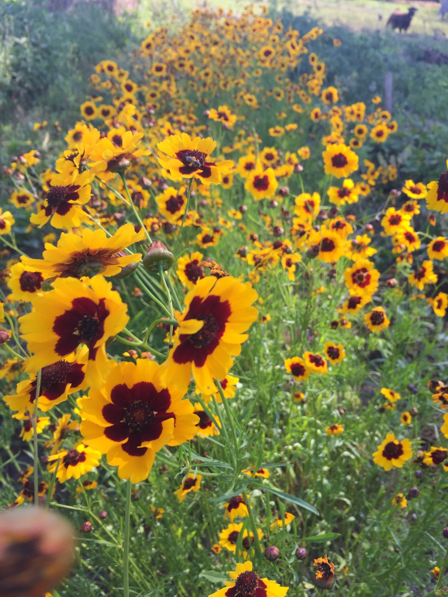 Plains Coreopsis